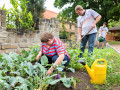 Pflege des Gemüsegarten